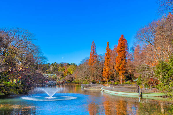 東京紅葉スポット 都内で気軽に楽しめる 井の頭公園コース 18年10月17日 エキサイトニュース