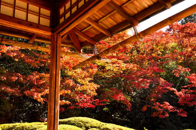 京都紅葉スポット 歴史ある風景をたどる 曼殊院門跡コース 18年10月17日 エキサイトニュース