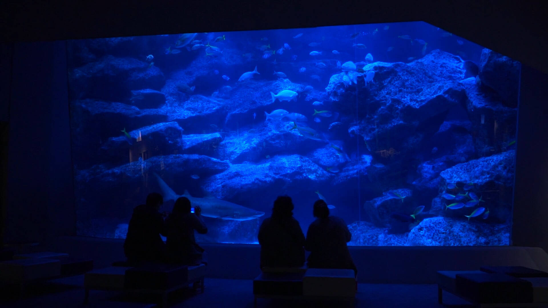 大人のための癒しスポット すみだ水族館 で非日常への世界へとトリップできる空間3選 16年12月日 エキサイトニュース