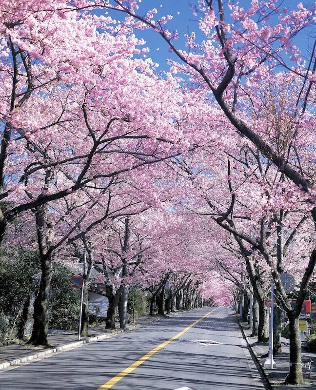 さくらの名所100選に認定 春を満喫できる静岡県伊東市へおでかけ 19年3月1日 エキサイトニュース