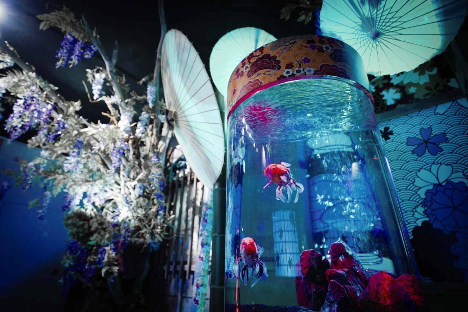 「藤波と金魚」“西日本最大級”金魚がテーマの水族館・奈良金魚ミュージアム開催！