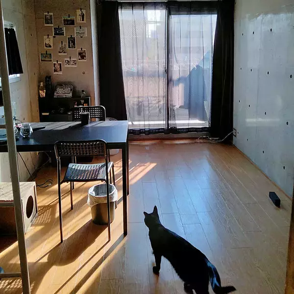 「「26m2。近代美術館の雰囲気を目指した、アートと保護猫と過ごす部屋」 by Kateさん」の画像