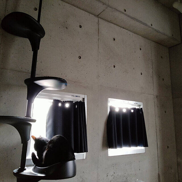 「26m2。近代美術館の雰囲気を目指した、アートと保護猫と過ごす部屋」 by Kateさん