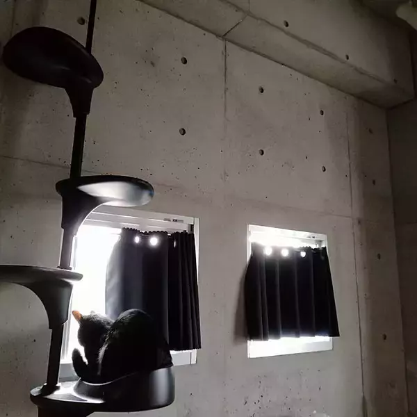 「「26m2。近代美術館の雰囲気を目指した、アートと保護猫と過ごす部屋」 by Kateさん」の画像