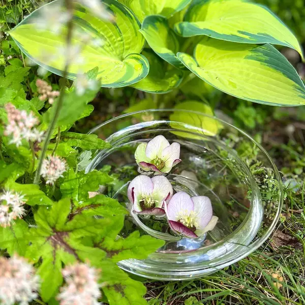 「「シンプルに花を楽しめる、透明ガラスの広口花瓶」 by Kikko.さん」の画像