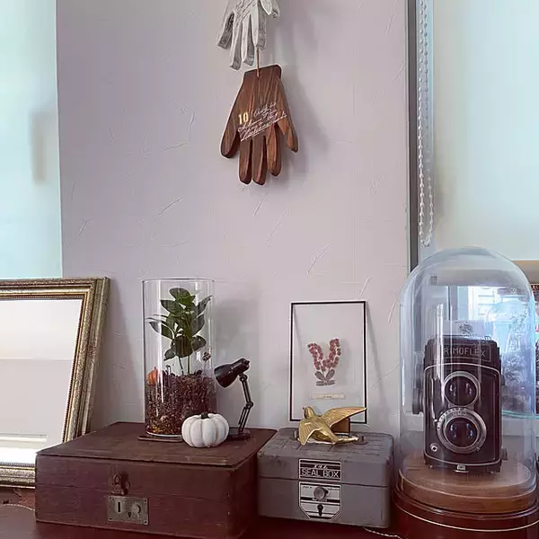 「ダイソーのミニ植物はどんな種類がある？立派に成長したミニ植物の姿もご紹介」の画像