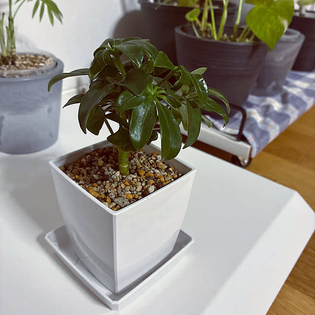 ダイソーのミニ植物はどんな種類がある？立派に成長したミニ植物の姿もご紹介