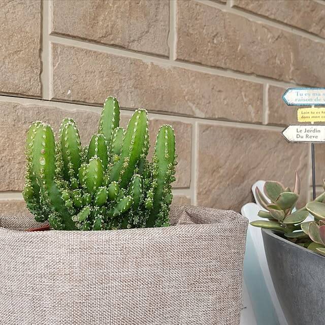 ダイソーのミニ植物はどんな種類がある？立派に成長したミニ植物の姿もご紹介