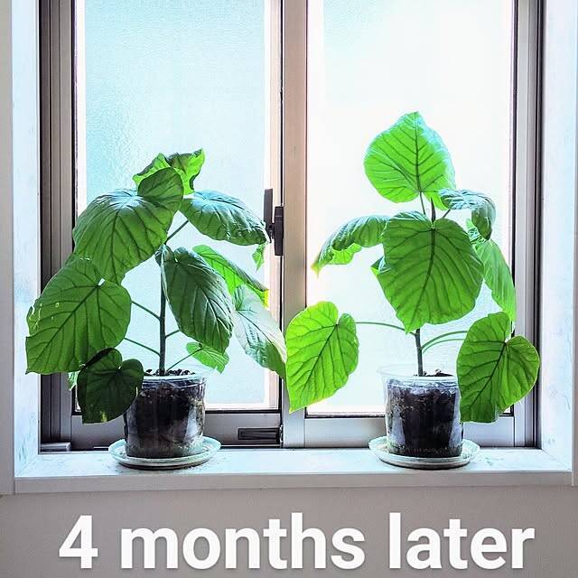 ダイソーのミニ植物はどんな種類がある？立派に成長したミニ植物の姿もご紹介