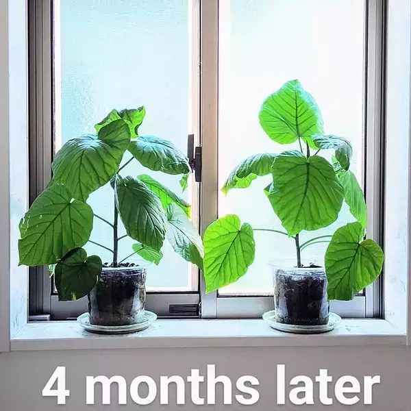 「ダイソーのミニ植物はどんな種類がある？立派に成長したミニ植物の姿もご紹介」の画像