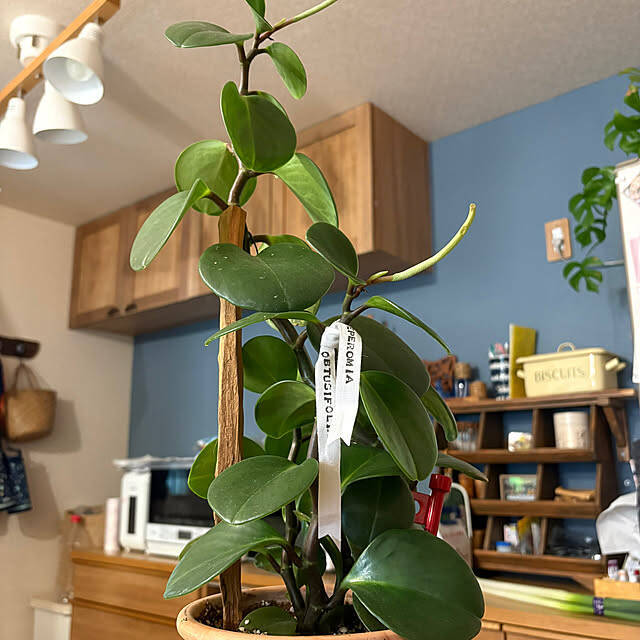 ダイソーのミニ植物はどんな種類がある？立派に成長したミニ植物の姿もご紹介