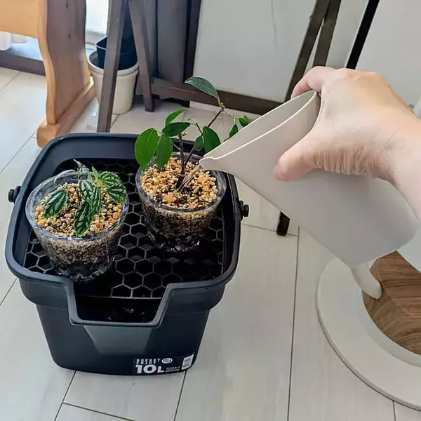 「【今週の〇〇】テーマは「植物のある暮らし」！最新の投稿写真をピックアップ」の画像