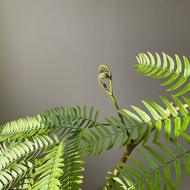 【今週の〇〇】テーマは「植物のある暮らし」！最新の投稿写真をピックアップ