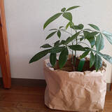 「手放す前にまだ活かせる！加工しやすく暮らしに役立つ米袋の再利用方法6選」の画像3