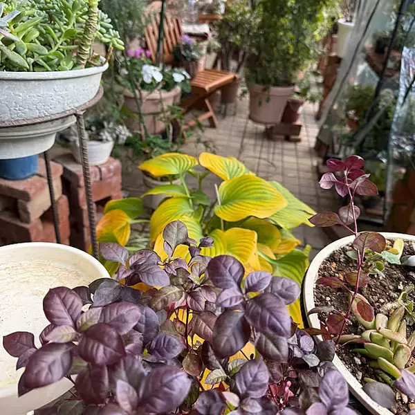 「【今週の〇〇】テーマは「植物」！最新の投稿写真をピックアップ」の画像