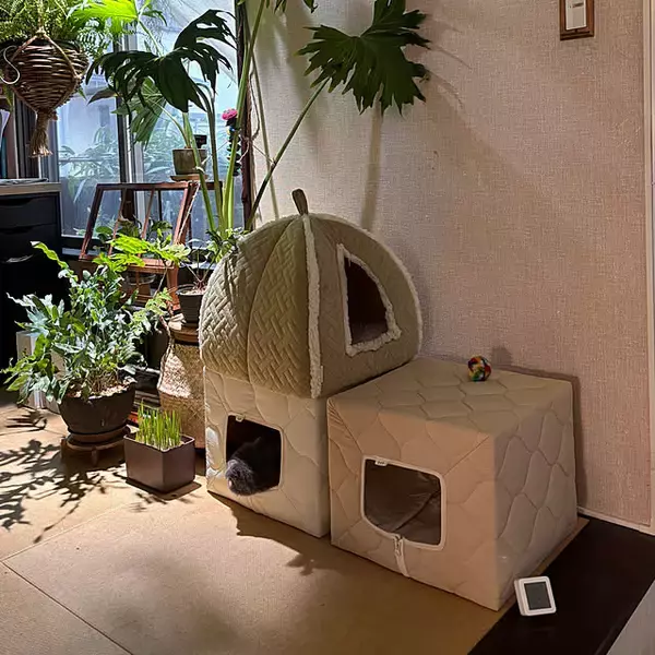 「「人と猫、植物がみんな安らぐ和モダン×ナチュラル」 by greycatsさん」の画像