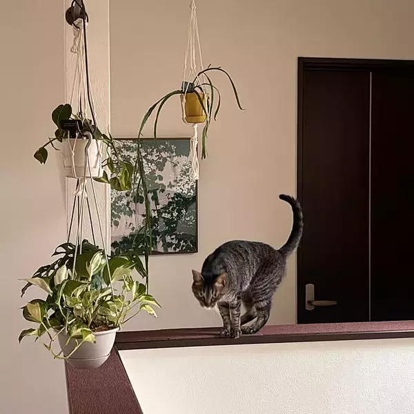 「「人と猫、植物がみんな安らぐ和モダン×ナチュラル」 by greycatsさん」の画像