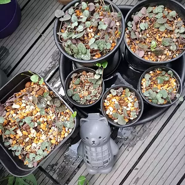 「ガーデニングがもっと楽しくなる♪セリアで見つけたおすすめアイテム6選」の画像