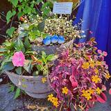 「ガーデニングがもっと楽しくなる♪セリアで見つけたおすすめアイテム6選」の画像5