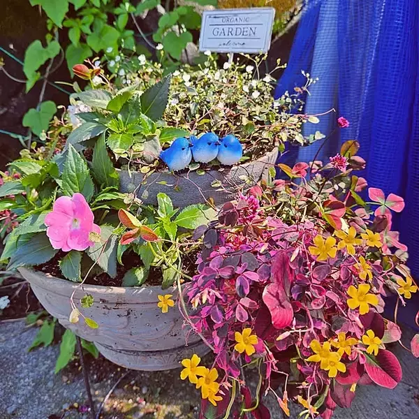 「ガーデニングがもっと楽しくなる♪セリアで見つけたおすすめアイテム6選」の画像