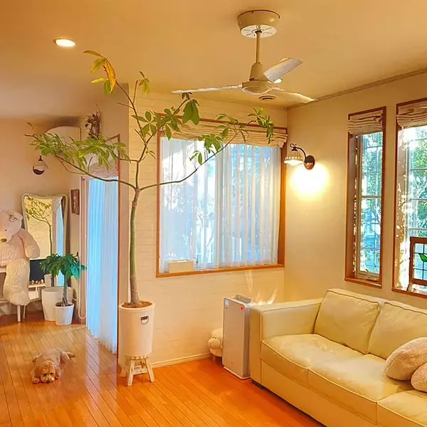 「見た目も機能もばっちり♡シーリングファンライトがあるお部屋」の画像