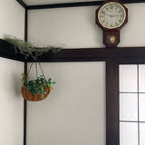 「床に置かなくてもグリーンを飾れる！吊るして彩る、ハンギングプランターのある暮らし」の画像2