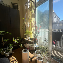 【今週の〇〇】テーマは「植物のある暮らし」！最新の投稿写真をピックアップ