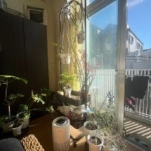 【今週の〇〇】テーマは「植物のある暮らし」！最新の投稿写真をピックアップ