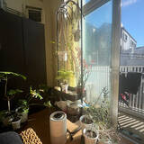 「【今週の〇〇】テーマは「植物のある暮らし」！最新の投稿写真をピックアップ」の画像3