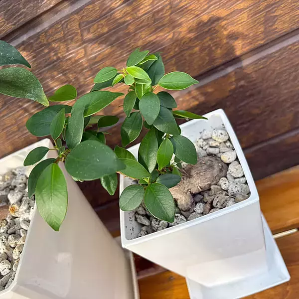 「【今週の〇〇】テーマは「植物のある暮らし」！最新の投稿写真をピックアップ」の画像