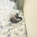 「バスルームだけじゃもったいない！シャワーカーテンの活用アイディア7選」の画像5