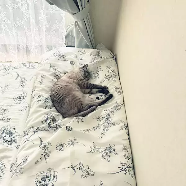 「バスルームだけじゃもったいない！シャワーカーテンの活用アイディア7選」の画像