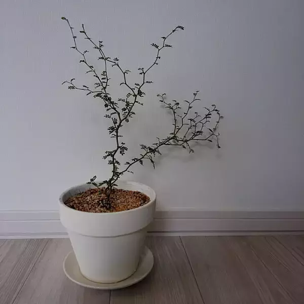 「植物好きさんもインテリア好きさんも必見☆ダイソーの鉢植えをもっと自分らしく楽しむリメイクやDIYアイデア」の画像