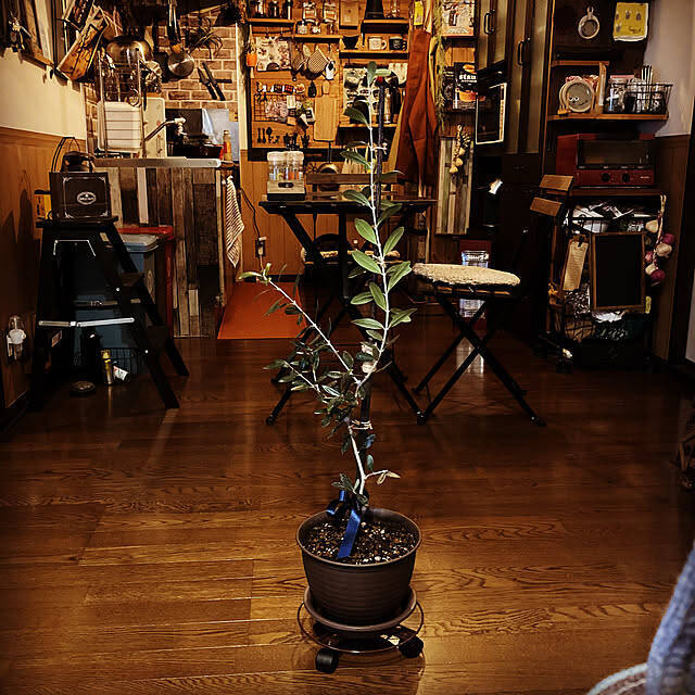 植物好きさんもインテリア好きさんも必見☆ダイソーの鉢植えをもっと自分らしく楽しむリメイクやDIYアイデア