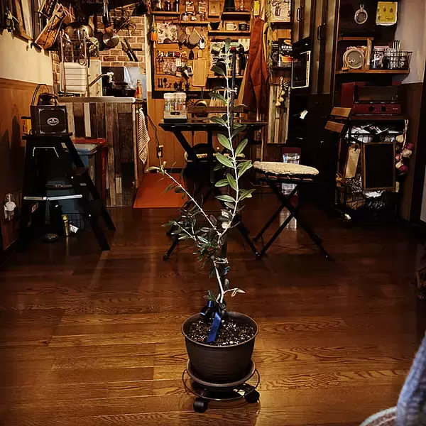 「植物好きさんもインテリア好きさんも必見☆ダイソーの鉢植えをもっと自分らしく楽しむリメイクやDIYアイデア」の画像