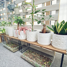 植物をいっそう引き立てる！バリエーション豊富なダイソーの植木鉢&ポット6選