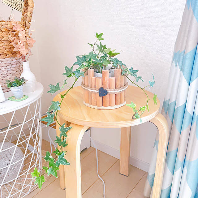 スタイリッシュで育てやすい品種が勢ぞろい！インテリアにおすすめの観葉植物10選