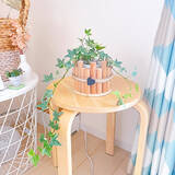 「スタイリッシュで育てやすい品種が勢ぞろい！インテリアにおすすめの観葉植物10選」の画像10