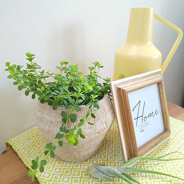 スタイリッシュで育てやすい品種が勢ぞろい！インテリアにおすすめの観葉植物10選