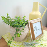 「スタイリッシュで育てやすい品種が勢ぞろい！インテリアにおすすめの観葉植物10選」の画像11