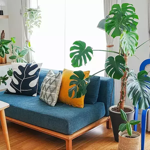 「スタイリッシュで育てやすい品種が勢ぞろい！インテリアにおすすめの観葉植物10選」の画像