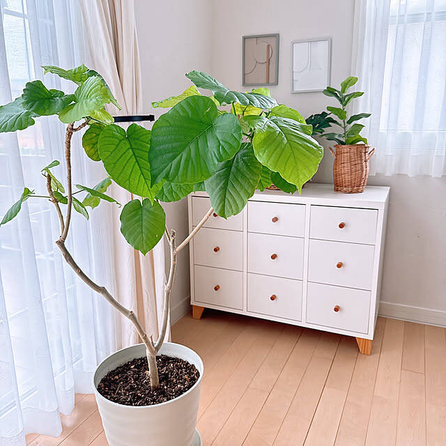 スタイリッシュで育てやすい品種が勢ぞろい！インテリアにおすすめの観葉植物10選