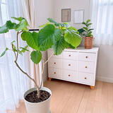 「スタイリッシュで育てやすい品種が勢ぞろい！インテリアにおすすめの観葉植物10選」の画像4