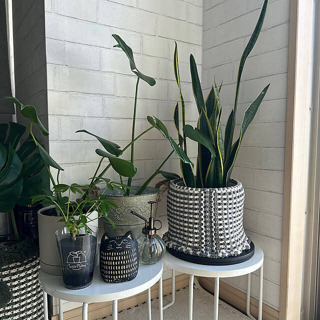 スタイリッシュで育てやすい品種が勢ぞろい！インテリアにおすすめの観葉植物10選