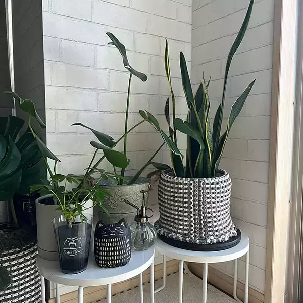 「スタイリッシュで育てやすい品種が勢ぞろい！インテリアにおすすめの観葉植物10選」の画像