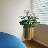 「スタイリッシュで育てやすい品種が勢ぞろい！インテリアにおすすめの観葉植物10選」の画像7