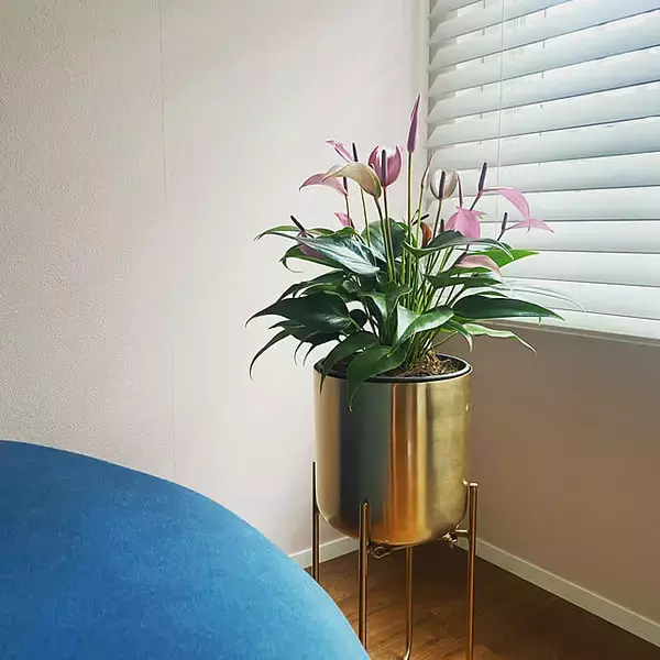 「スタイリッシュで育てやすい品種が勢ぞろい！インテリアにおすすめの観葉植物10選」の画像