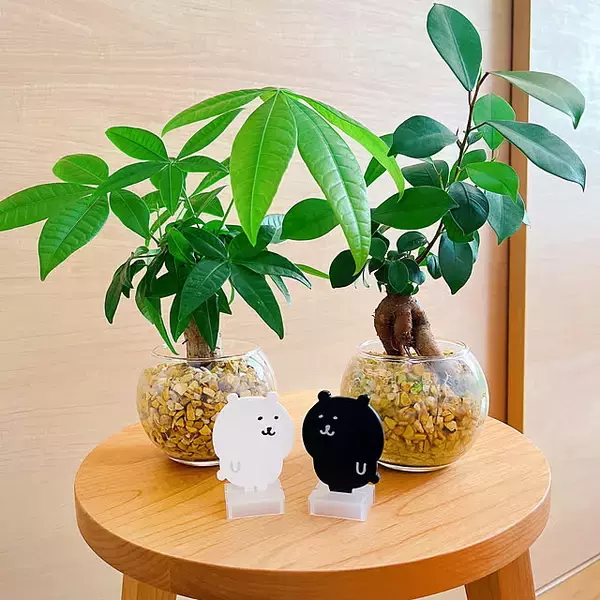「スタイリッシュで育てやすい品種が勢ぞろい！インテリアにおすすめの観葉植物10選」の画像