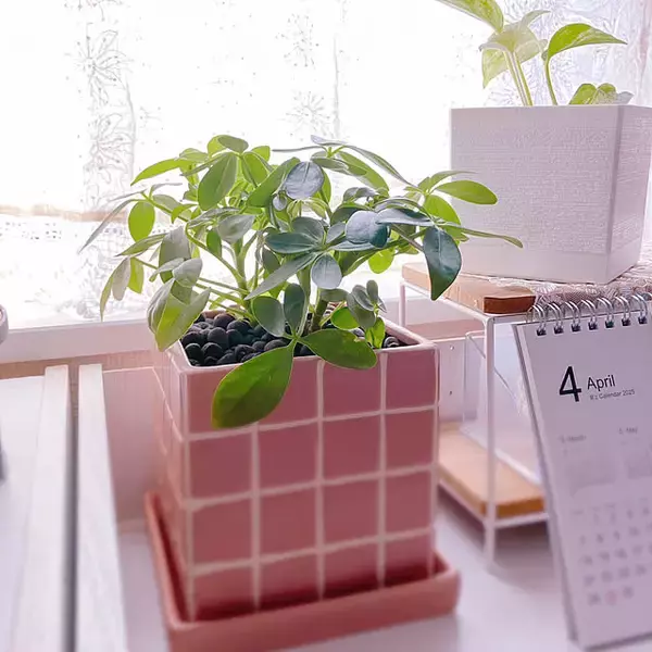 「【みんなが選んだ！】グリーンのある暮らしを楽しみたい方へ♪Standard Productsの植物まわりのアイテム5選」の画像