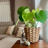 「【みんなが選んだ！】グリーンのある暮らしを楽しみたい方へ♪Standard Productsの植物まわりのアイテム5選」の画像3